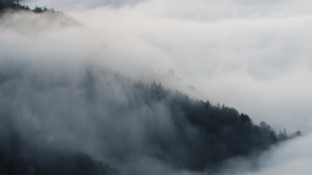 Névoa da manhã na floresta, Natural bela paisagem da natureza na montanha, Fundo — Vídeo de Stock