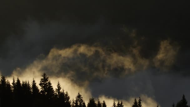 Mattina nebbia nella foresta, Naturale Bella Natura Paesaggio in Montagna, Sfondo — Video Stock