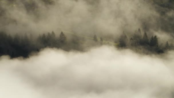 Niebla Matutina en el Bosque, Paisaje Natural de la Naturaleza en la Montaña, Fondo — Vídeos de Stock