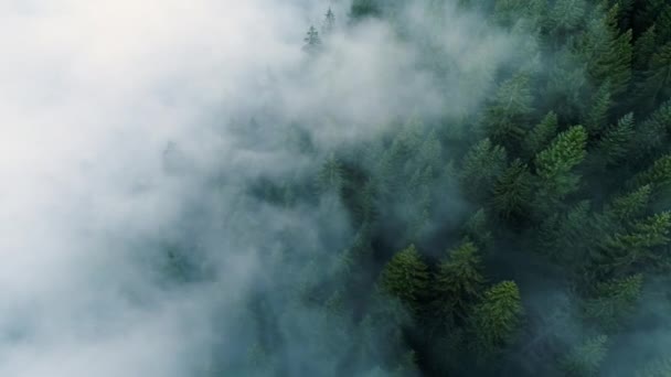 Bosque brumoso. Vista del bosque de pinos volando por la mañana, niebla mágica en la montaña, plano aéreo, 4K — Vídeos de Stock