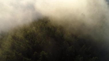 Bulutların ve sislerin arasında uçmak, Dağdaki Orman. Güzel sabah gün doğumu doğal manzara