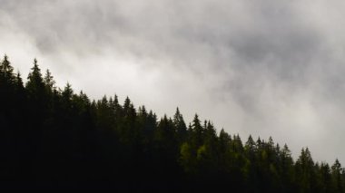 Ormanda Sabah Sisi, Dağ 'da Doğal Güzel Doğa Manzarası, Arka plan