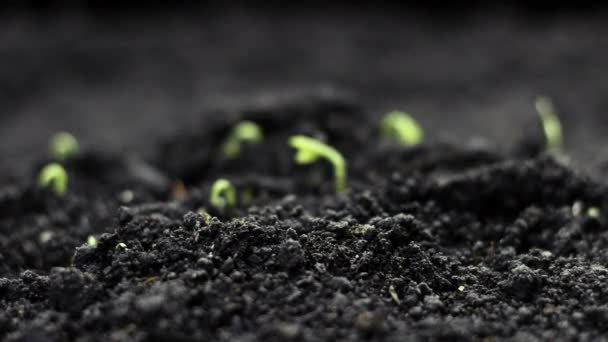 Planten kweken in de lente Timelapse, kiemen kiemen in de kas — Stockvideo