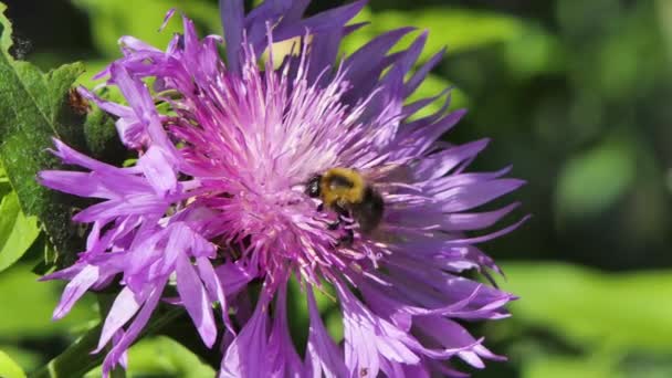 Honingbij bezig in Big Beautiful Flower in Spring Field, Natuur Wildlife Shot — Stockvideo