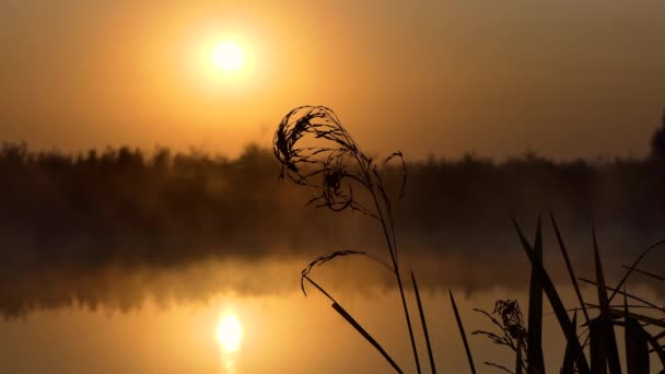 Herfstlandschap, Riet tegen de Ochtendmist en de Oranje Zon, Achtergrond — Stockvideo