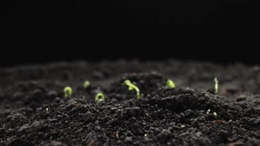 Timelapse 'de Bitki Yetiştirme, İlkbahar ve Yaz Tarım filizleri
