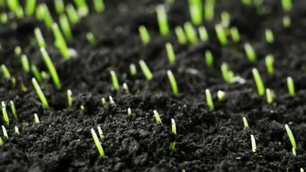 Crescimento Planta de trigo verde lapso de tempo, Sementes Timelapse Crescimento, Closeup natureza agricultura atirar, Vegetais brotando do chão, Primavera — Vídeo de Stock