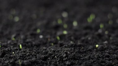 Büyüyen Yeşil Buğday Bitkisi Zaman Geçidi, Timelapse Tohum Yetiştirme, Kapanış Doğa Tarım Çekimi, Topraktan sebze filizlenmesi, İlkbahar