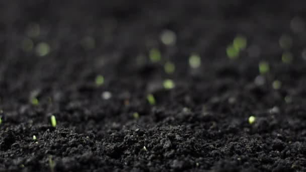 Crescimento Planta de trigo verde lapso de tempo, Sementes Timelapse Crescimento, Closeup natureza agricultura atirar, Vegetais brotando do chão, Primavera — Vídeo de Stock