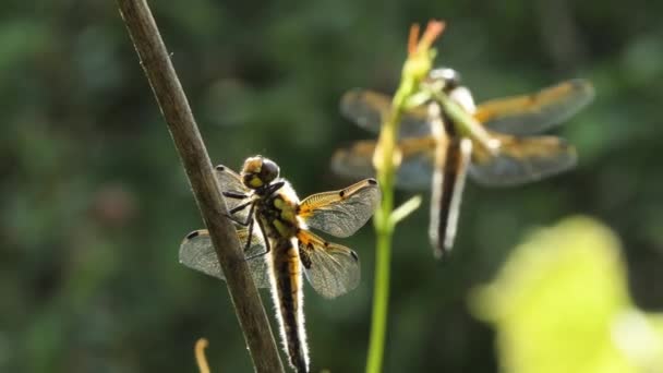 Dragonfly Senta-se em uma filial, Besouro selvagem na natureza, Verão Primavera colorido Macro Wildlife — Vídeo de Stock