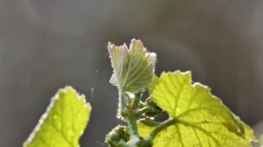 Bulanık Arkaplanda Yağmur Damlaları Düşüyor, Üzüm Yaprağı