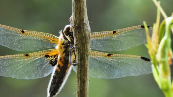 Dragonfly κάθεται σε ένα υποκατάστημα, Wild Beetle στη φύση, καλοκαίρι άνοιξη πολύχρωμο Macro άγρια ζωή — Αρχείο Βίντεο