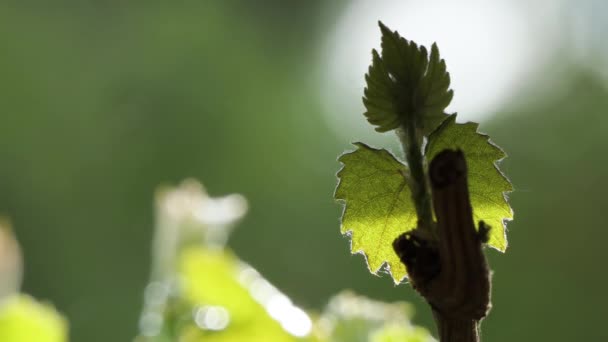 Gocce di pioggia Cadendo su uno sfondo sfocato fuori fuoco, Foglia d'uva — Video Stock