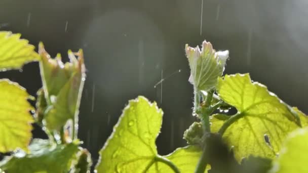 Gocce di pioggia Cadendo su uno sfondo sfocato fuori fuoco, Foglia d'uva — Video Stock