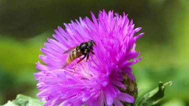 Bahar Tarlasında Arı Çalışır, Doğa Vahşi Yaşam Vuruşu, Balarısı