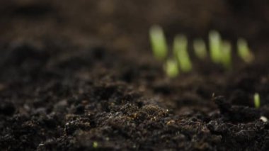 Zamanda yetişen bitkiler, filizlenen filizler yeni doğan bitkiler, Çavdar Tarlası, Mısır Ürünleri, Taze Yeşil Buğday Bitkisi