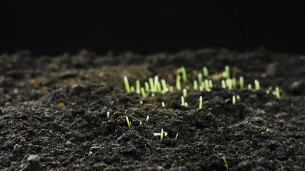 Вирощують рослини у темпелапсі, пророщують рослину-носій, жито-поле, глиняний кроп, лапс Fresh Green Wheat Plant — стокове відео