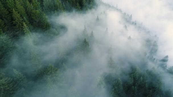 "Полет сквозь облака и туман, лес на горе". Утренний восход солнца — стоковое видео