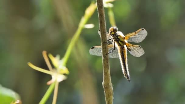 Dragonfly si siede su un ramo, Scarabeo selvatico in natura, Primavera estate variopinta Macro fauna selvatica — Video Stock