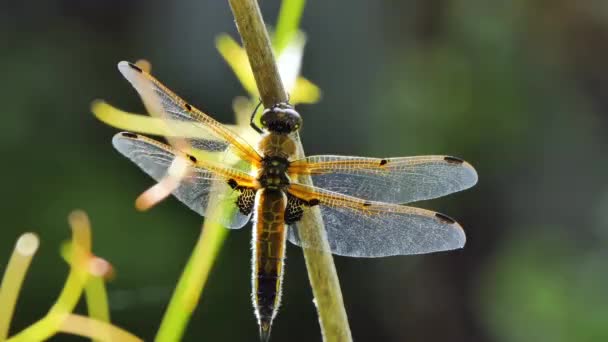 Dragonfly si siede su un ramo, Scarabeo selvatico in natura, Primavera estate variopinta Macro fauna selvatica — Video Stock