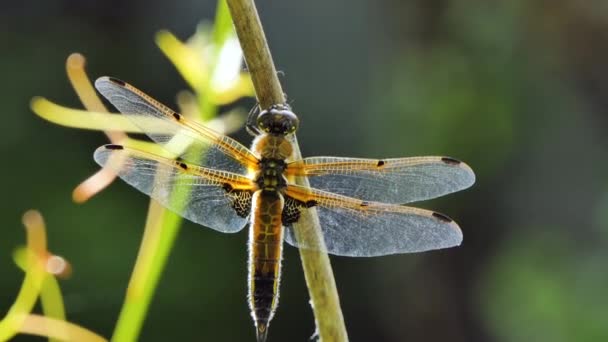 Dragonfly si siede su un ramo, Scarabeo selvatico in natura, Primavera estate variopinta Macro fauna selvatica — Video Stock