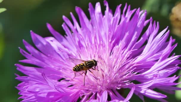 Bee Work in Big Beautiful Flower in Spring Field, Nature Wildlife Shot, Honeybee — Stock Video