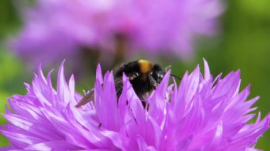 Bumblebee çiçeklerdeki bal için polen topluyor. Yaklaş, makro çekim.