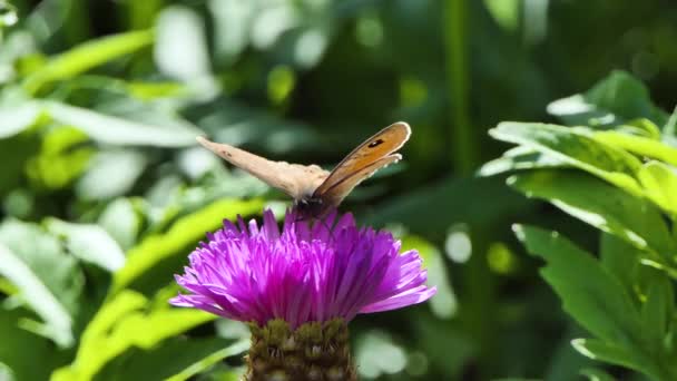 Borboleta preta e laranja voando em uma flor rosa e alimentação, inseto em plantas e borboleta na flor . — Vídeo de Stock