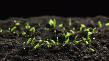 Spring Timelapse 'de yetişen bitkiler, filizlenen filizler, yeni doğan bezelye bitkisi serada.