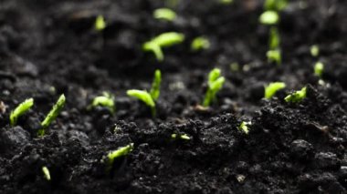 Spring Timelapse 'de yetişen bitkiler, filizlenen filizler, yeni doğan bezelye bitkisi serada.