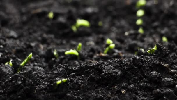 Pěstování rostlin v jarním období, klíčky Klíčení novorozence Hrášek ve skleníku — Stock video