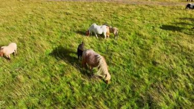 İzlanda 'nın uçsuz bucaksız çayırlarında at sürüsü otluyor. Saf kuzey doğası. Doğal Hayvan Çiftliği, Çiftlik hayvanları. İzlanda 'nın Vahşi Atı. Hava görüntüsü. Yüksek kalite 4k görüntü