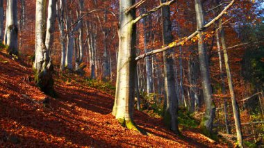 Sonbahar ormanı renkli ağaçlarla, sarı ve turuncu yapraklarla dolu. Yüksek kalite 4k görüntü