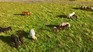 İzlanda 'nın uçsuz bucaksız çayırlarında at sürüsü otluyor. Saf kuzey doğası. Doğal Hayvan Çiftliği, Çiftlik hayvanları. İzlanda 'nın Vahşi Atı. Hava görüntüsü. Yüksek kalite 4k görüntü