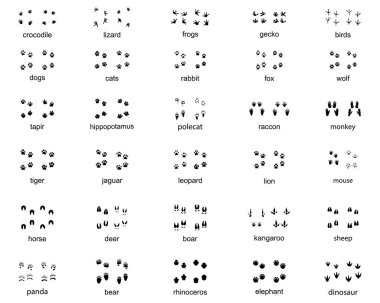 Beyaz arka planda vahşi hayvanların ayak izleri var.
