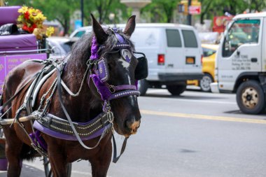 New York, ABD - 8 Mayıs 2018: at NYC Central parkın içinden araba sürmek için kullanılan.