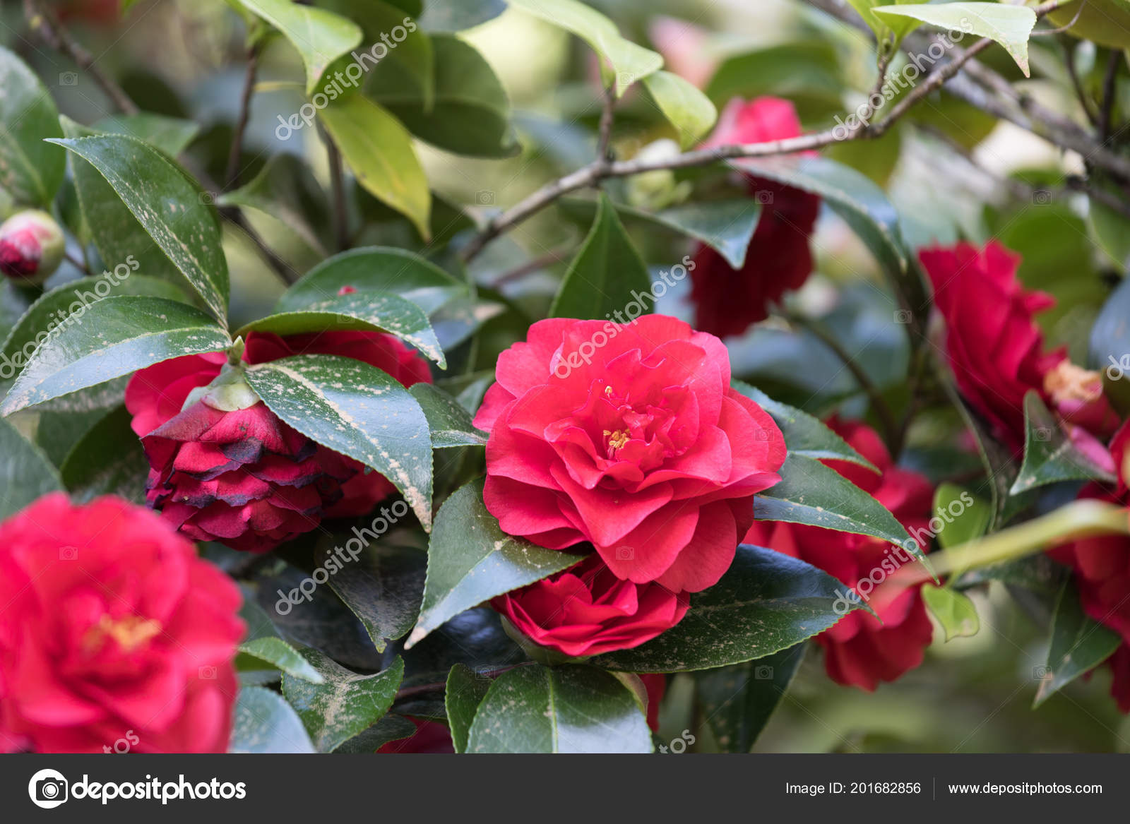 Beautiful Camellia Portland Japanese Garden Oregon Usa Stock