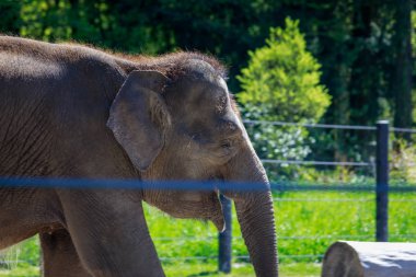 Afrika fili çitin yanında duruyor