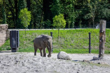 Afrika fili çitin yanında duruyor