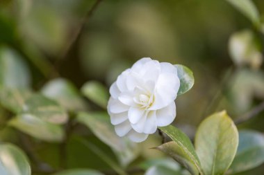 Japon Bahçe Portland, Oregon, ABD de güzel Kamelya