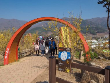 Gurye, Güney Kore - 26 Mart 2018: sahne Cornus officinalis çiçek Festivali Gurye