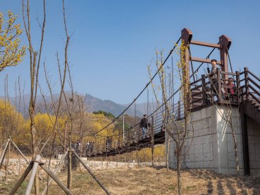 Gurye, Güney Kore - 26 Mart 2018: sahne Cornus officinalis çiçek Festivali Gurye