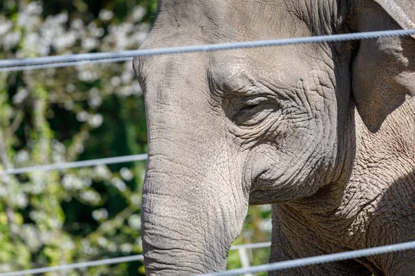 Closeup of Asian elephant head