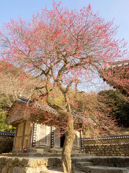 Gurye Νότια Κορέα Μαρτίου 2018 Τοπίο Της Hwaeomsa Ναός Που — Φωτογραφία Αρχείου