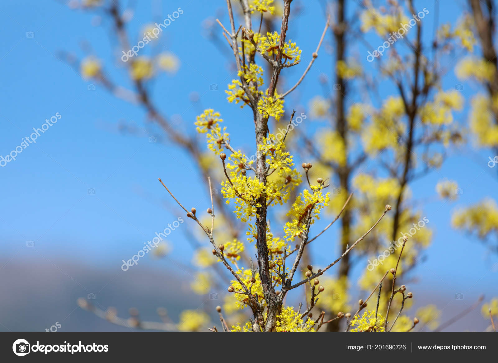 Cornus Officinalis Bloom Spring Gurye Korea Stock Photo C Artyooran Gmail Com 201690726