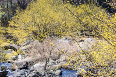 Sahne Cornus officinalis çiçek Festivali Gurye, Güney Kore