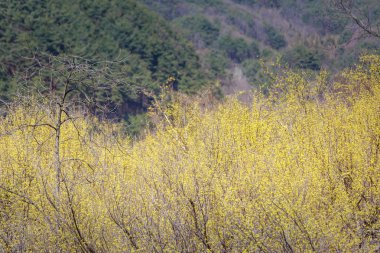 Sahne Cornus officinalis çiçek Festivali Gurye, Güney Kore