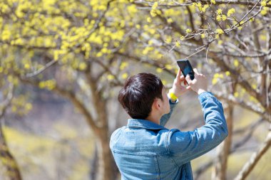Cornus officinalis ilkbaharda çiçek fotoğraf çekmek adam