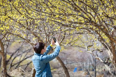 Cornus officinalis ilkbaharda çiçek fotoğraf çekmek adam