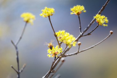 Sahne Cornus officinalis çiçek Festivali Gurye, Güney Kore